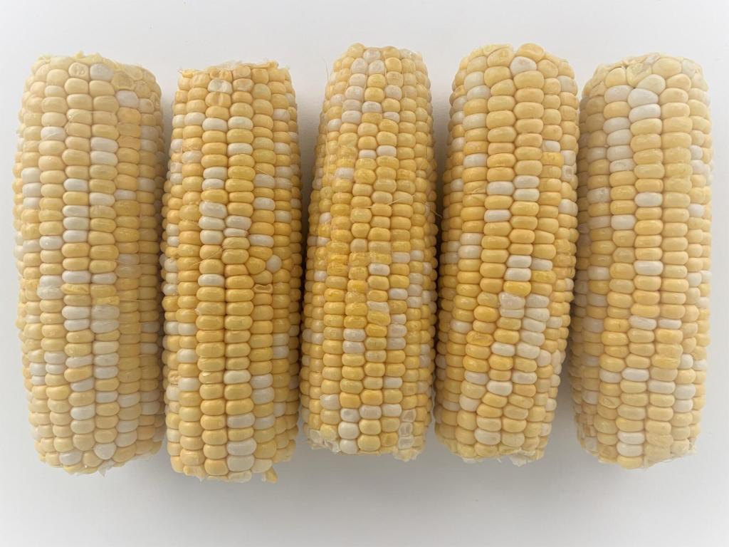 Picture of rinsed and cleaned corn on the cob.